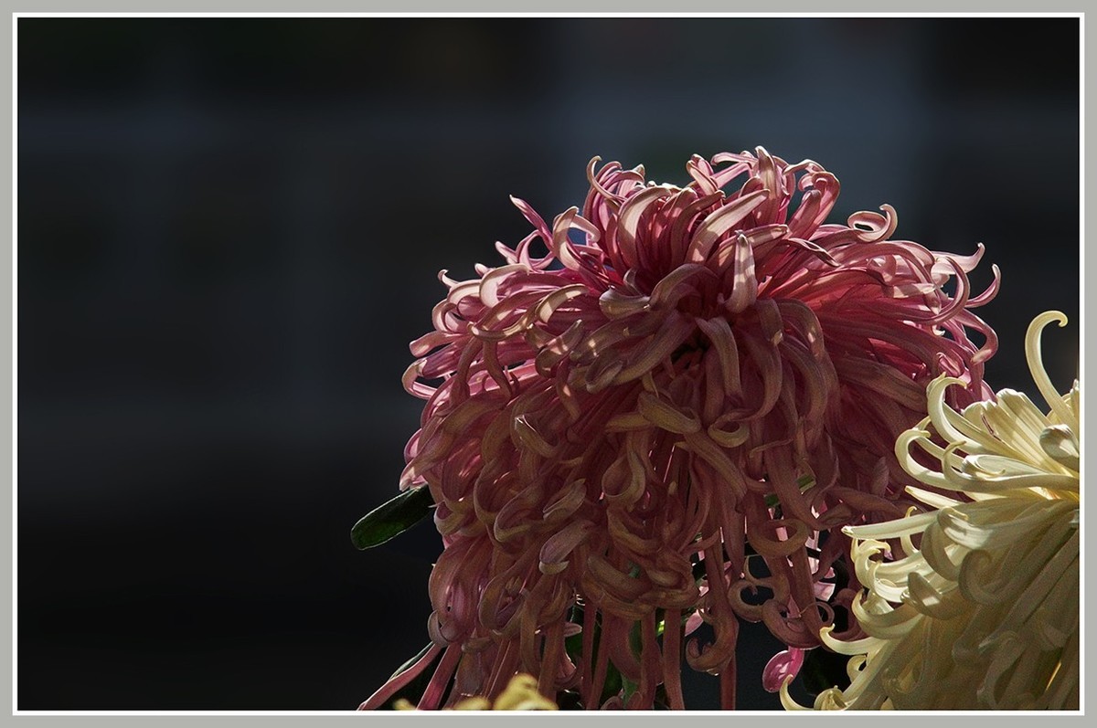 #版主坐堂# 尼康镜头星空(中国)2019年12月部分优秀作品欣赏