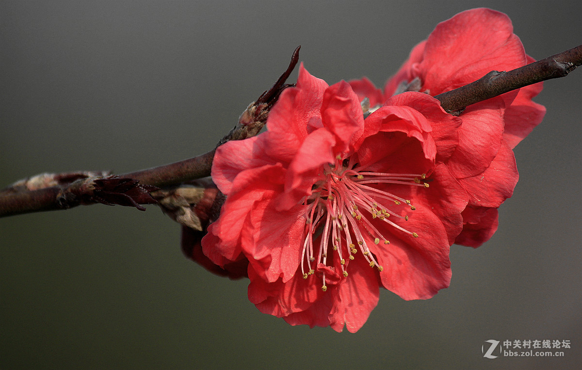 春花冬赏（桃花）支持贵坛，轰轰人气
