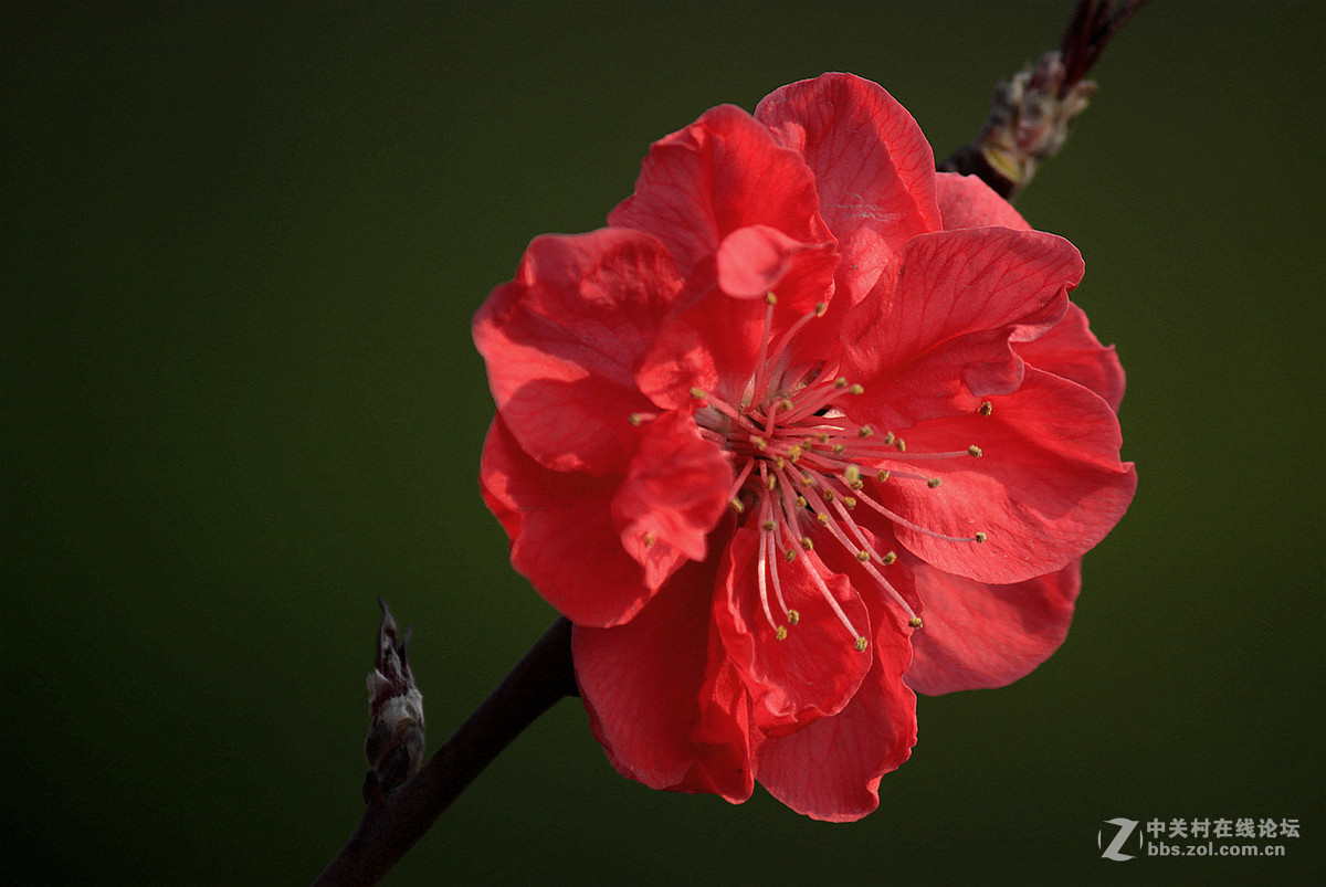 春花冬赏（桃花）支持贵坛，轰轰人气