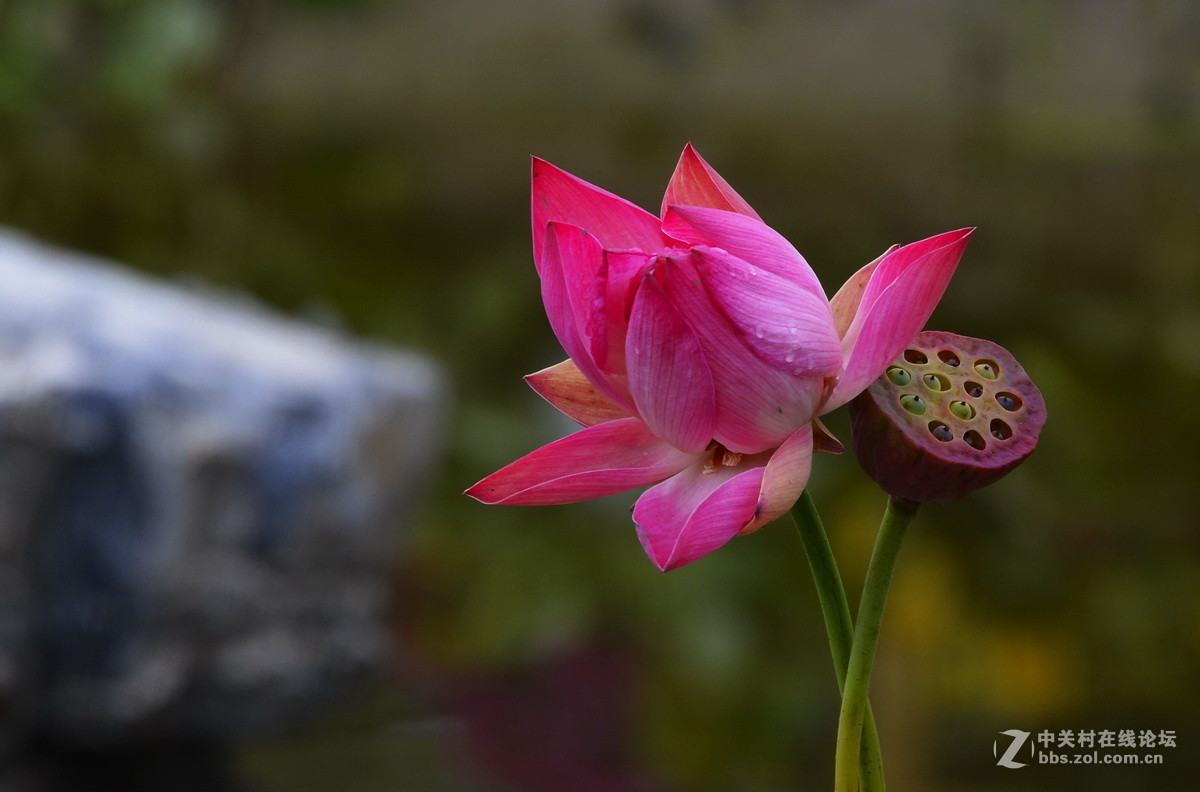 承德避暑山庄拍荷
