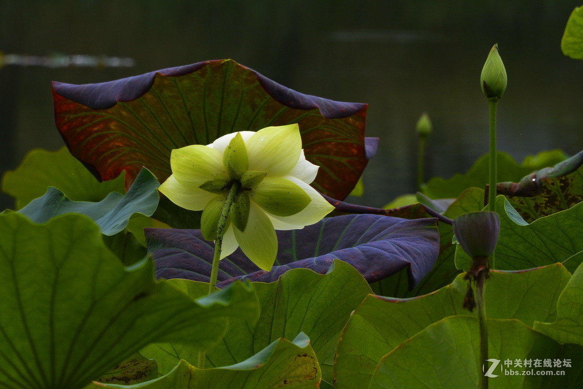 承德避暑山庄拍荷
