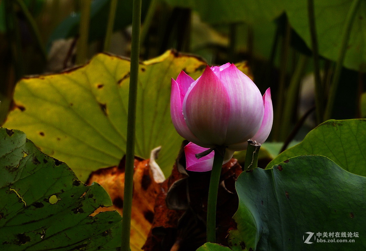 承德避暑山庄拍荷