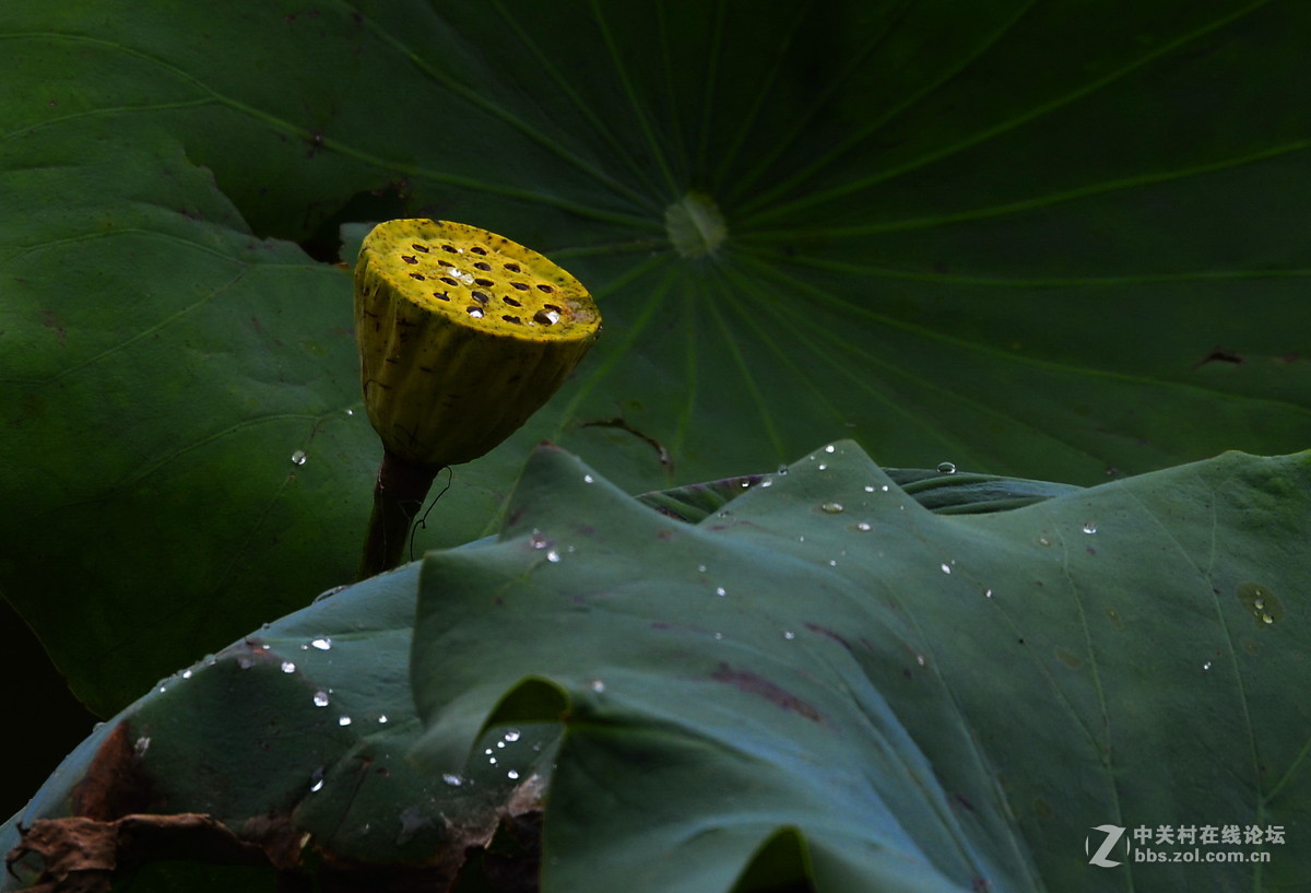 承德避暑山庄拍荷