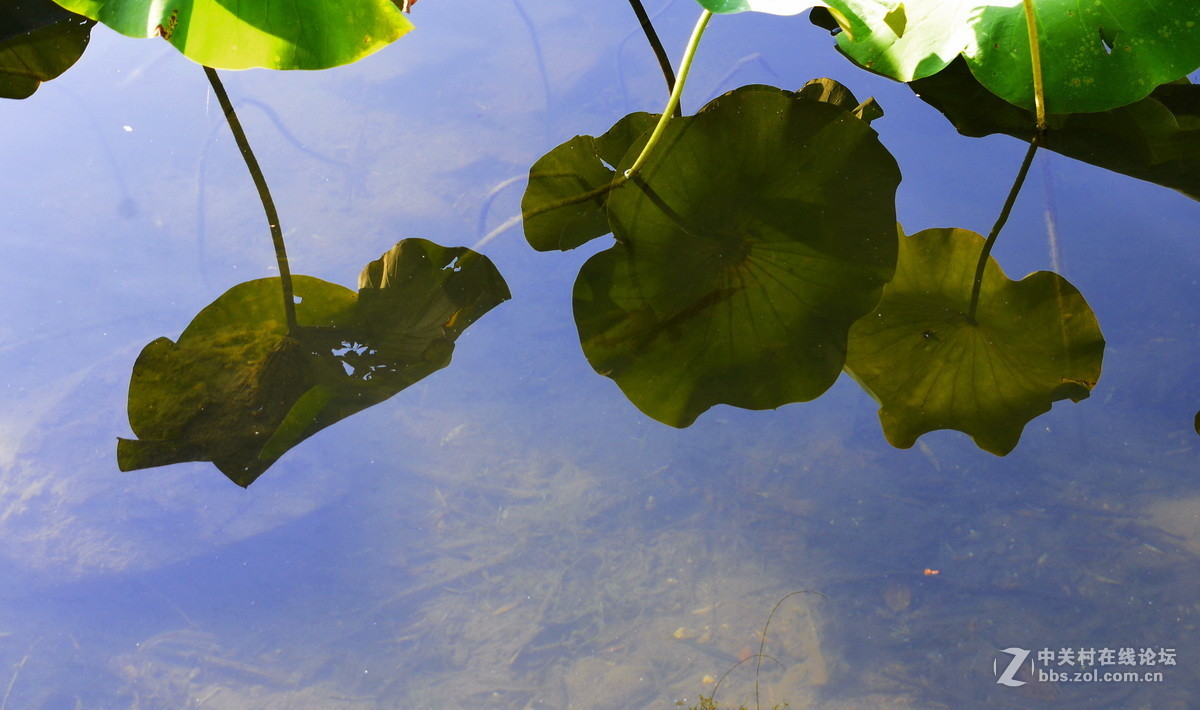 承德避暑山庄拍荷