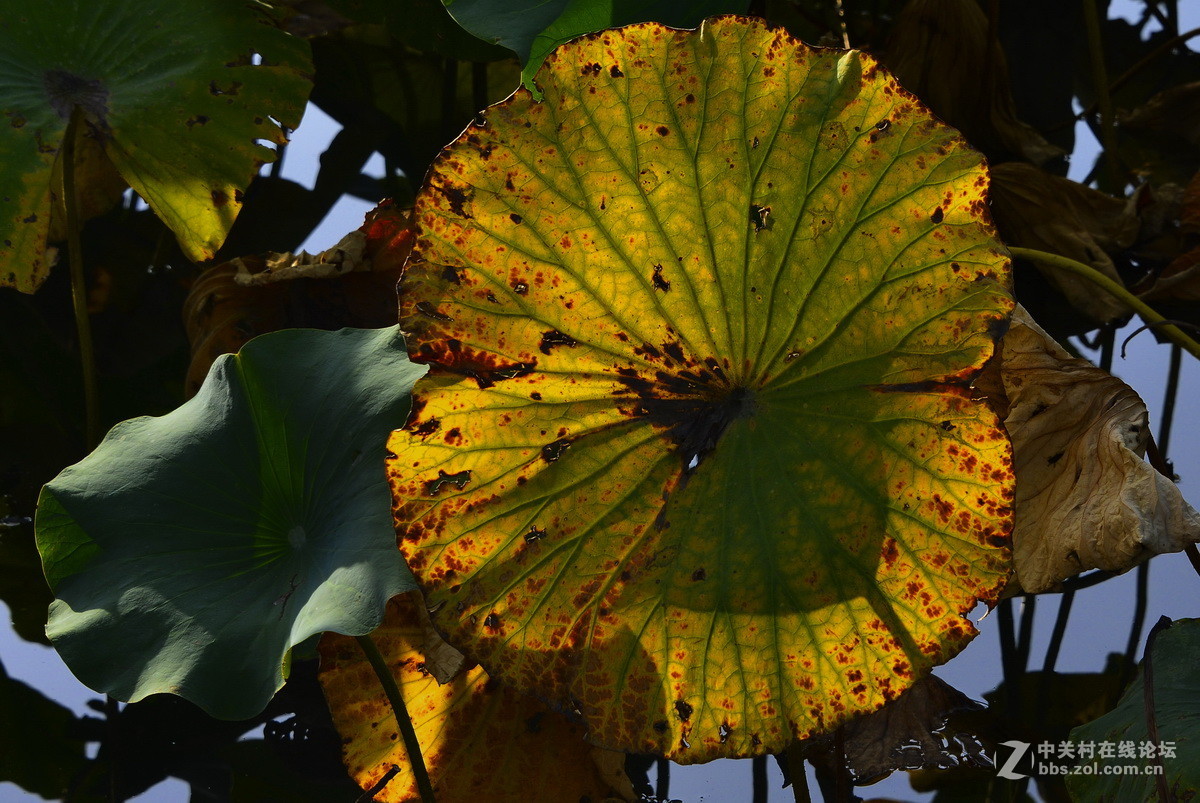 承德避暑山庄拍荷
