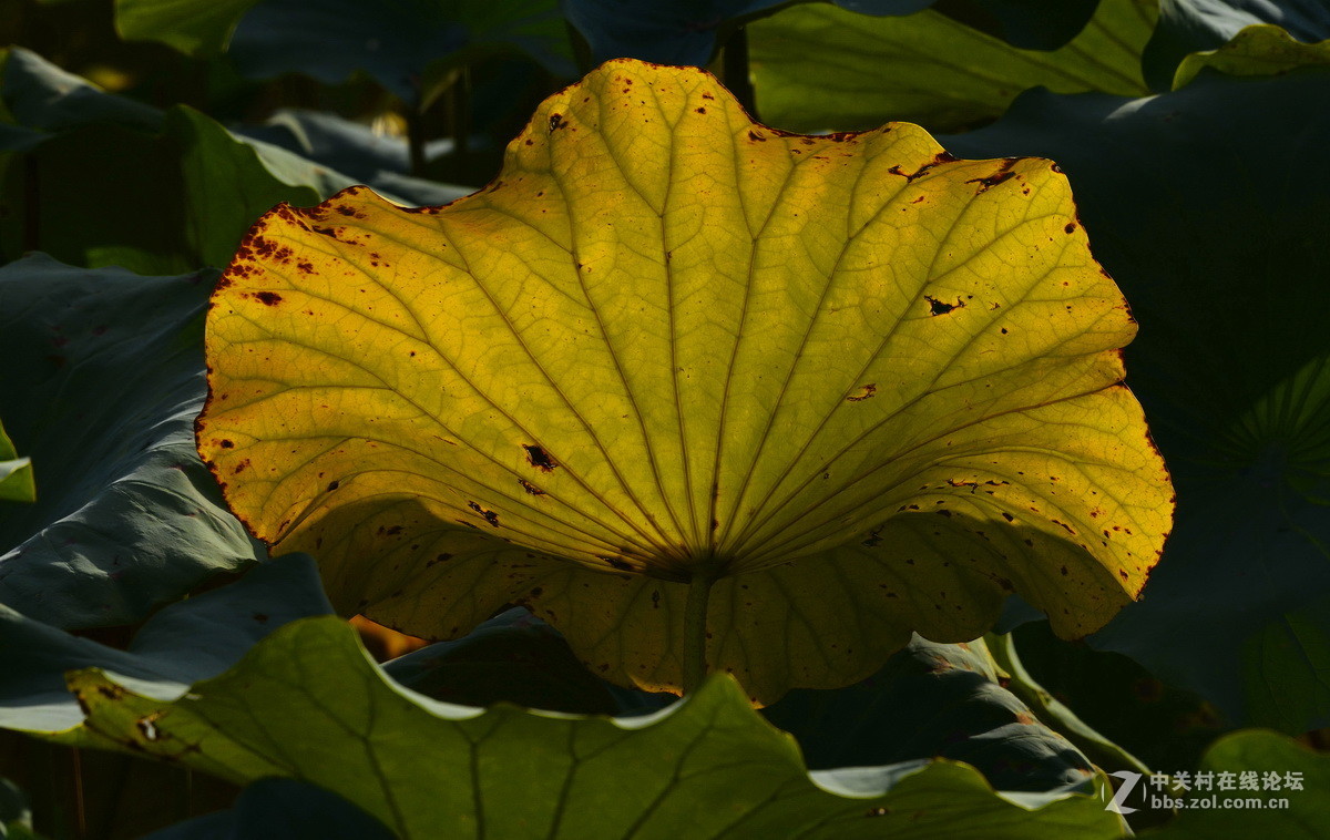 承德避暑山庄拍荷