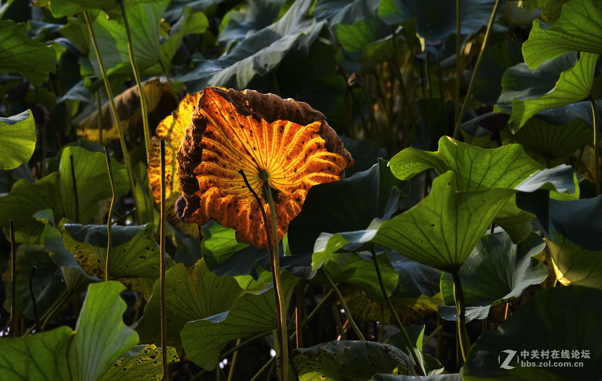 承德避暑山庄拍荷