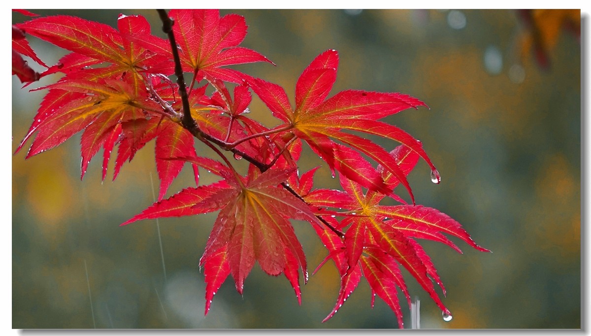 红叶在雨中