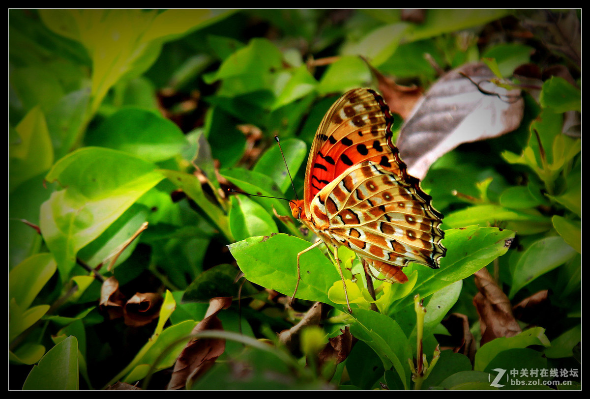 2016年5月15日【花蝴蝶】