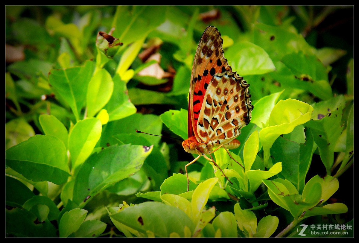 2016年5月15日【花蝴蝶】