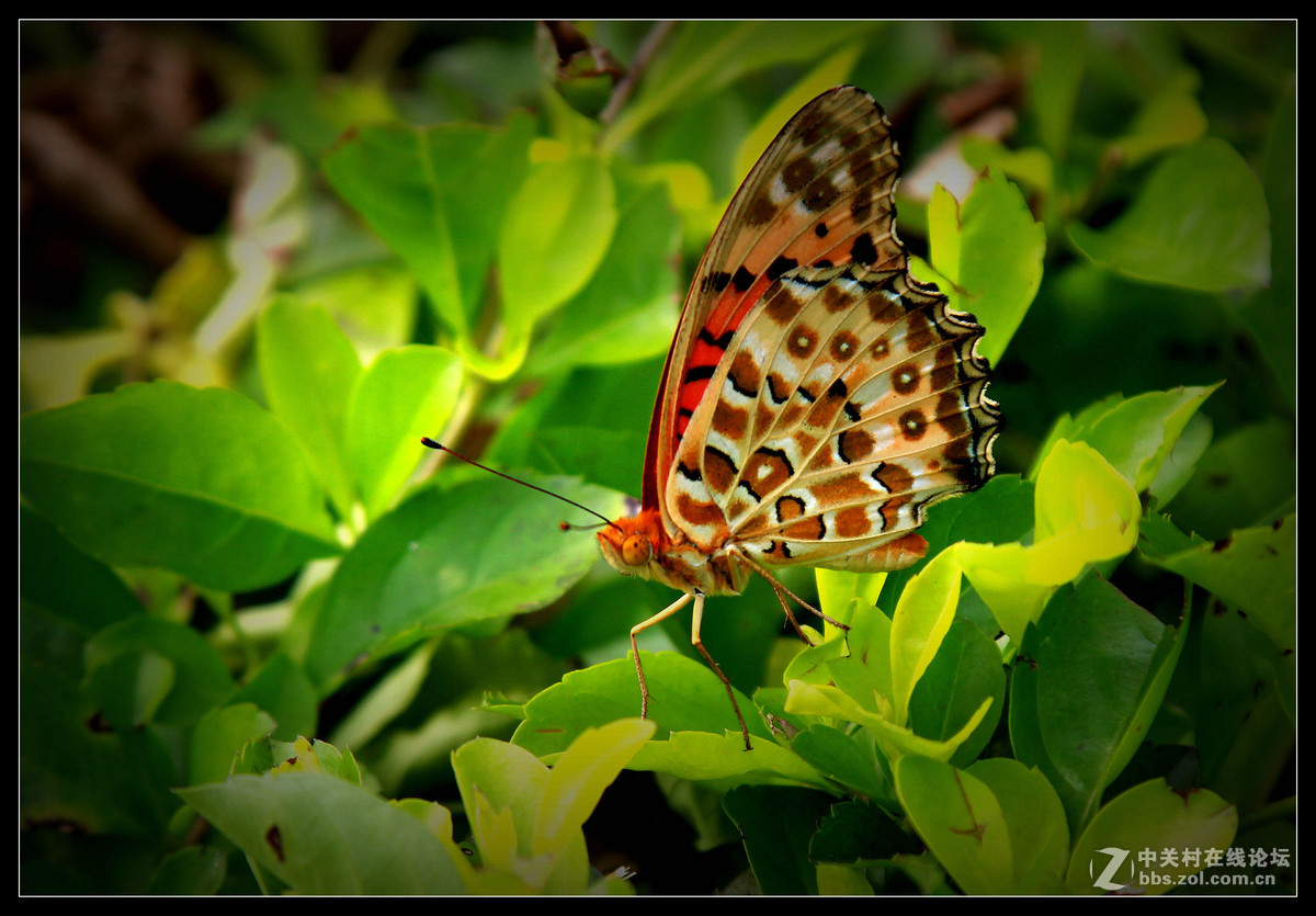 2016年5月15日【花蝴蝶】
