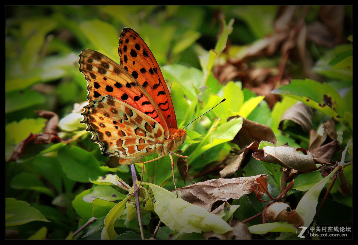 2016年5月15日【花蝴蝶】
