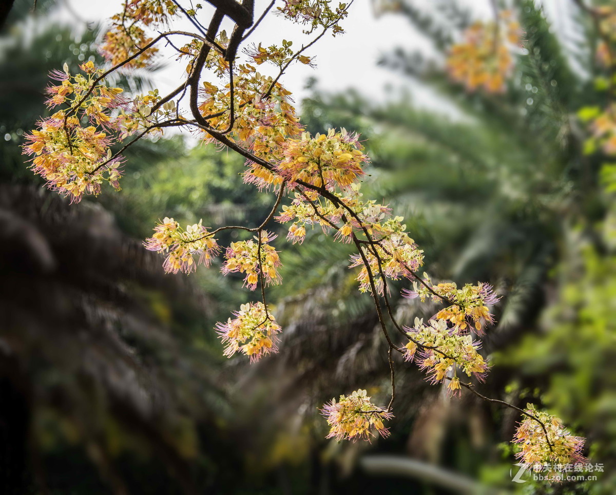 鱼木花-中关村在线摄影论坛
