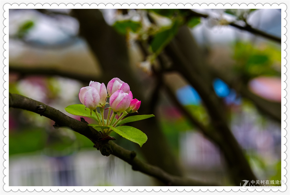 Sony AR+Dallmeyer100F2.9 一组北美海棠花