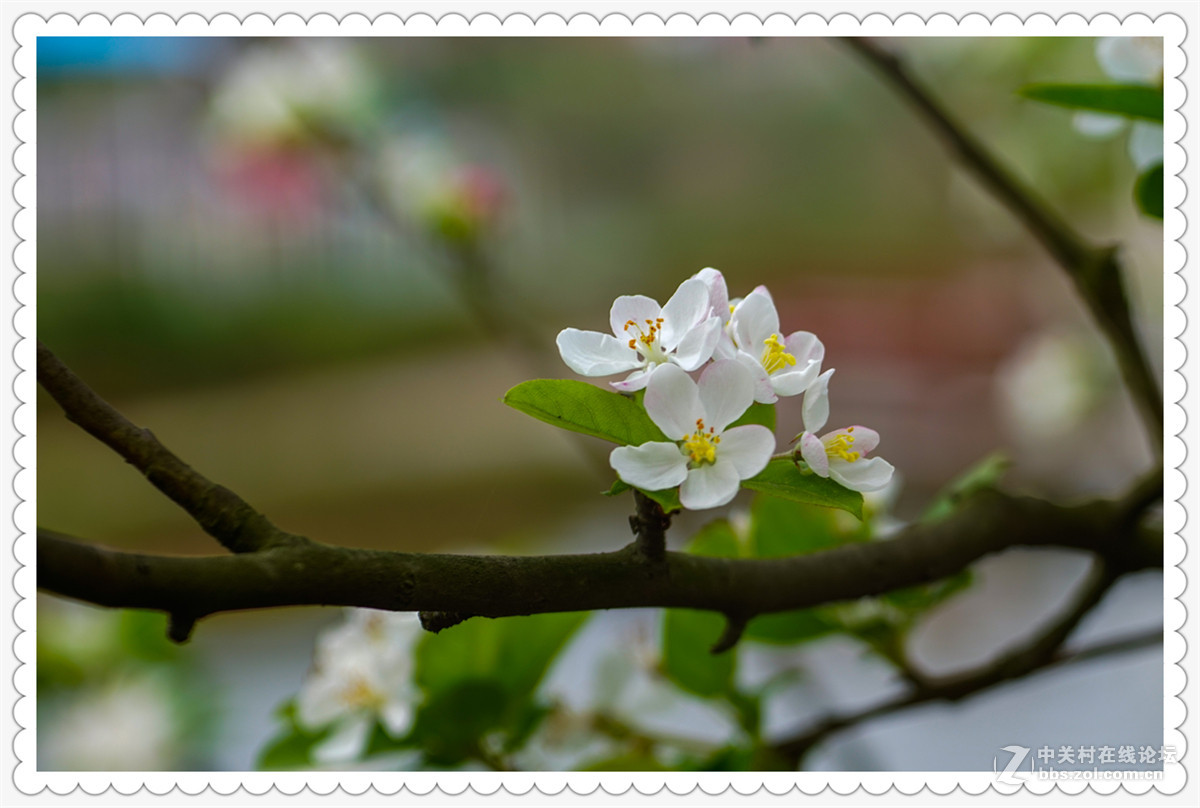 Sony AR+Dallmeyer100F2.9 一组北美海棠花