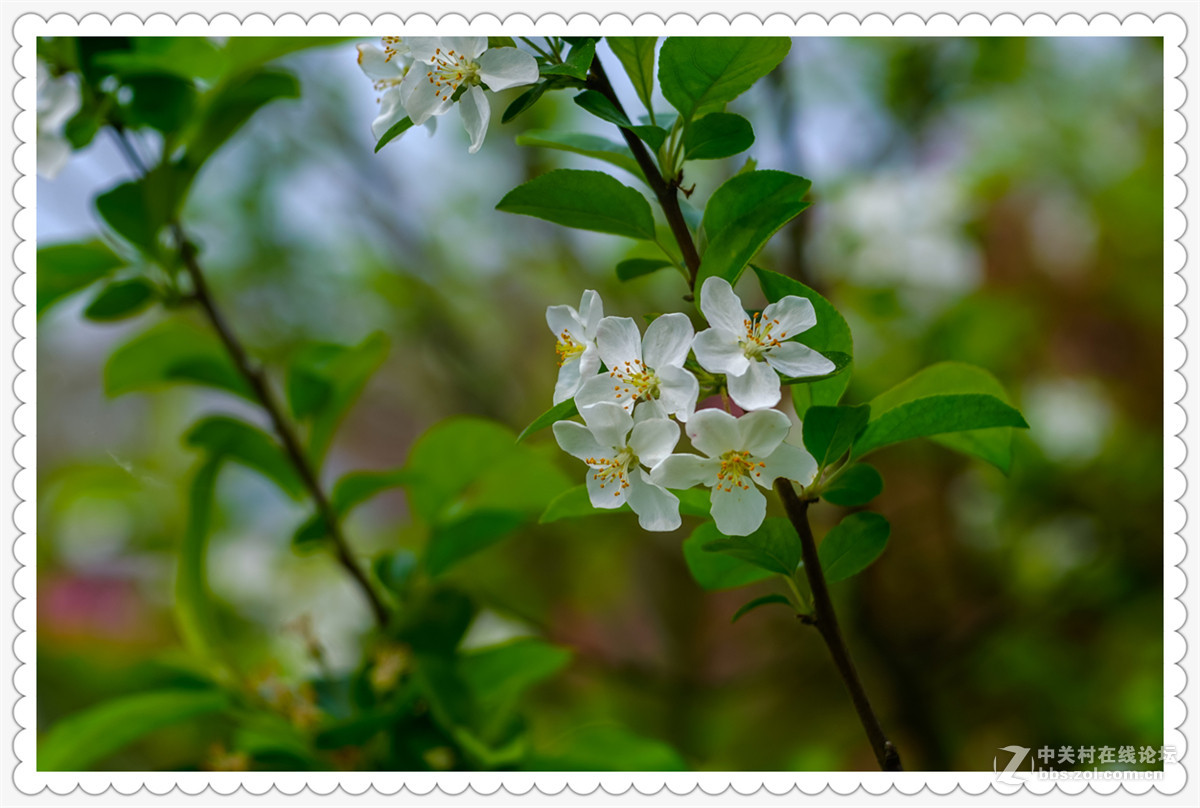 Sony AR+Dallmeyer100F2.9 一组北美海棠花