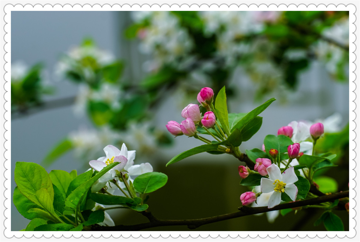 Sony AR+Dallmeyer100F2.9 一组北美海棠花(二)