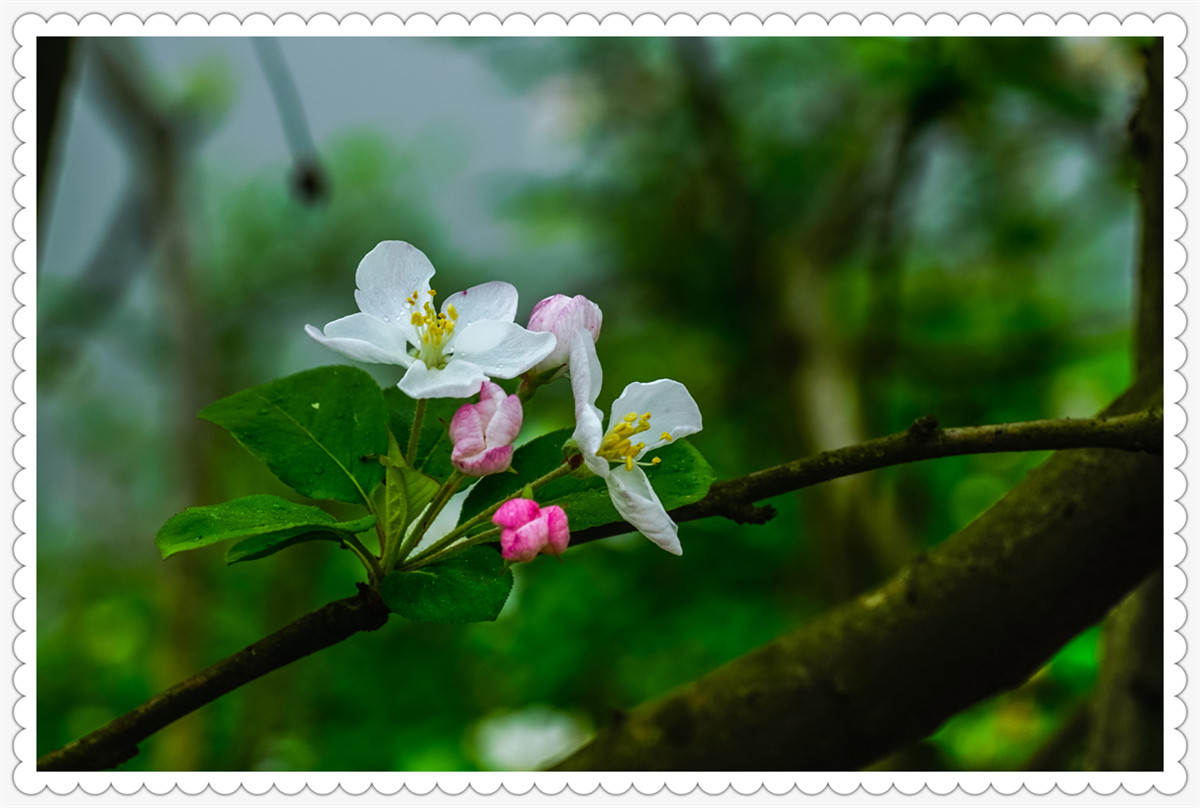 Sony AR+Dallmeyer100F2.9 一组北美海棠花(二)