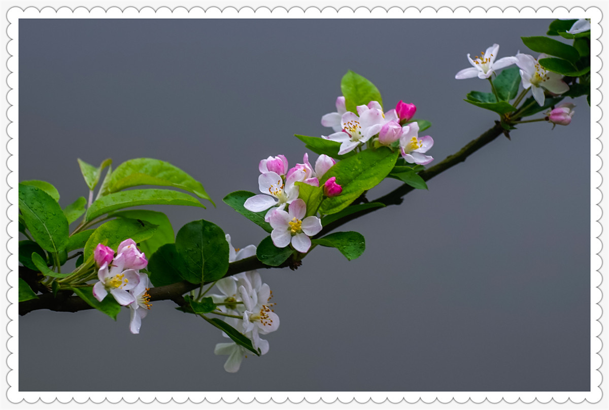 Sony AR+Dallmeyer100F2.9 一组北美海棠花(二)