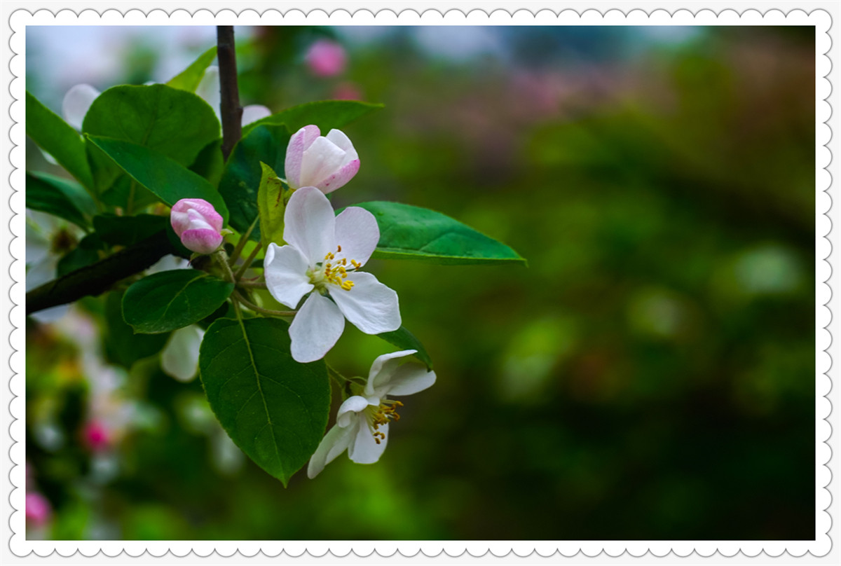 Sony AR+Dallmeyer100F2.9 一组北美海棠花(二)