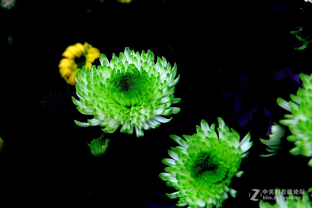 金秋赏菊14绿心菊