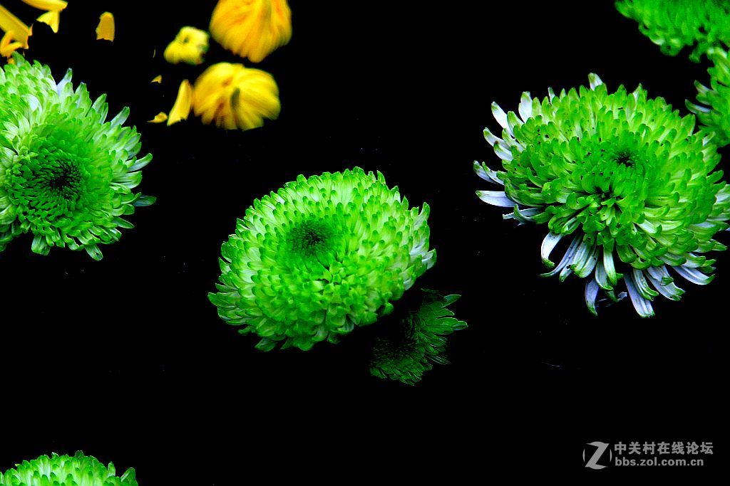 金秋赏菊14绿心菊