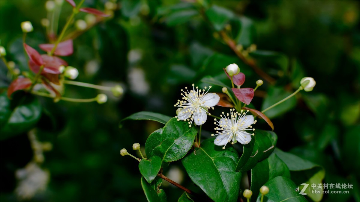 阴雨绵绵2个多月趁雨停时拍点小花小草