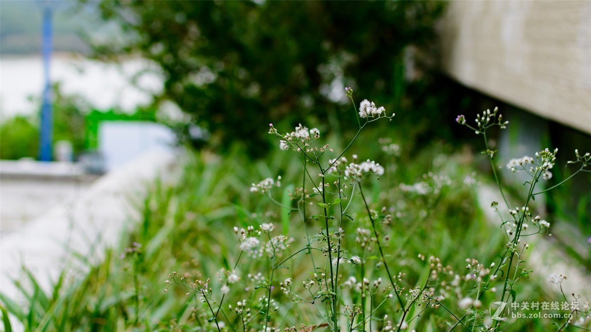 阴雨绵绵2个多月趁雨停时拍点小花小草