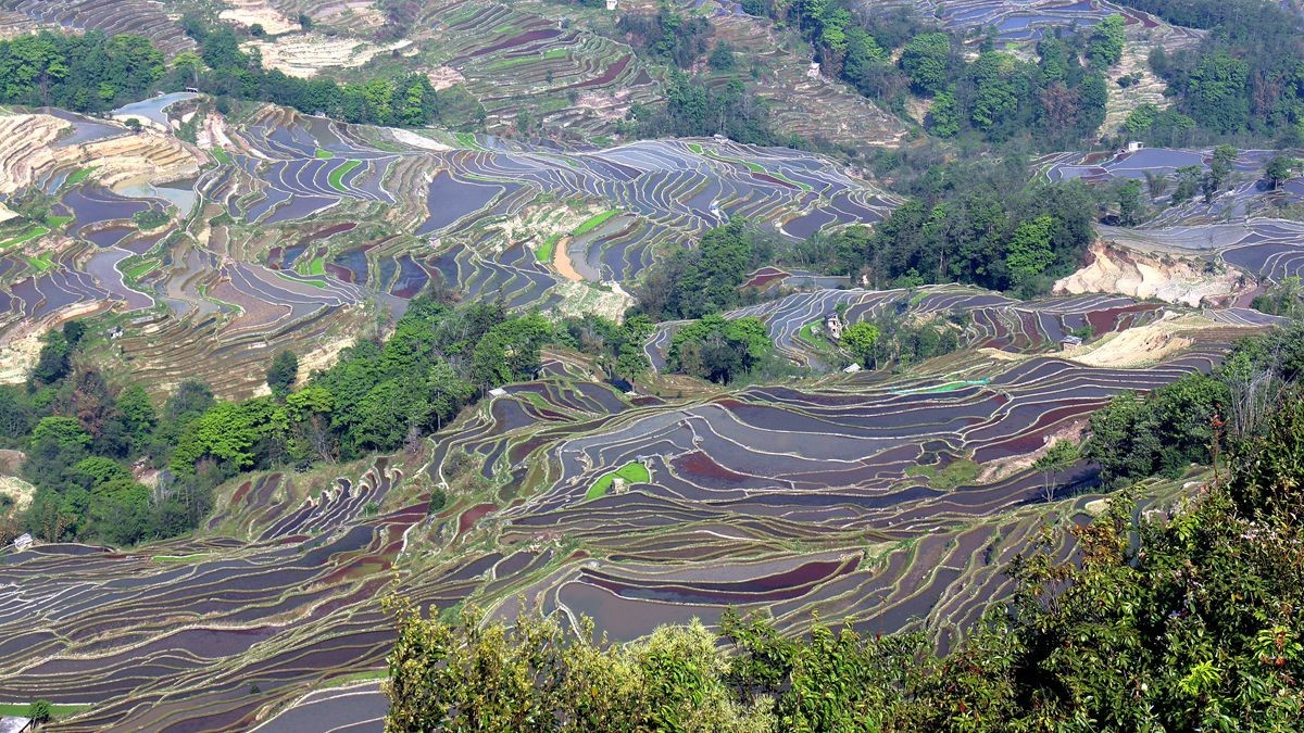 元阳梯田风景（下）