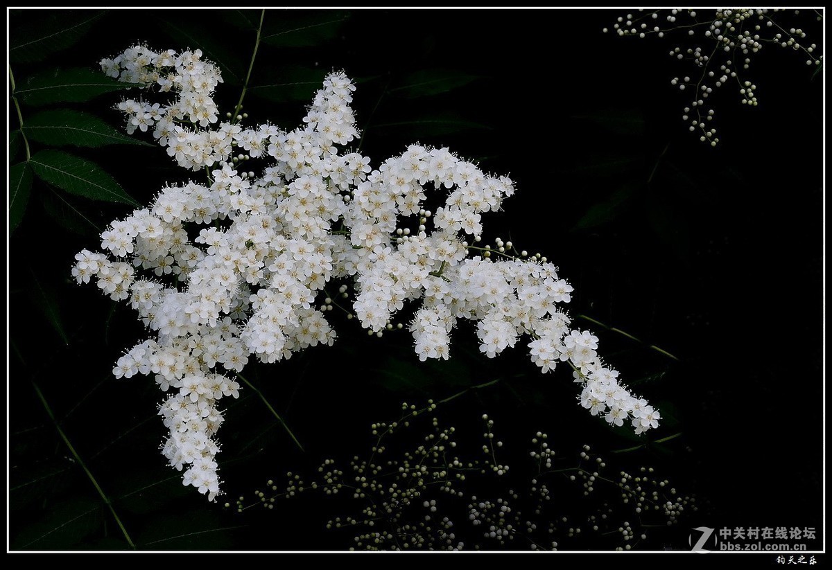 #版主坐堂#2018年6月份《承德》优秀作品选辑