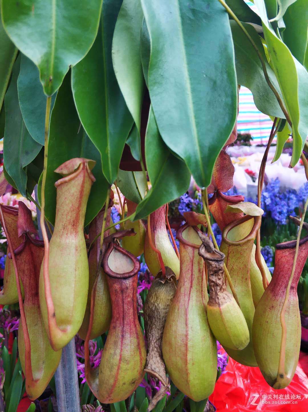 再逛花卉市场，手机顶起来