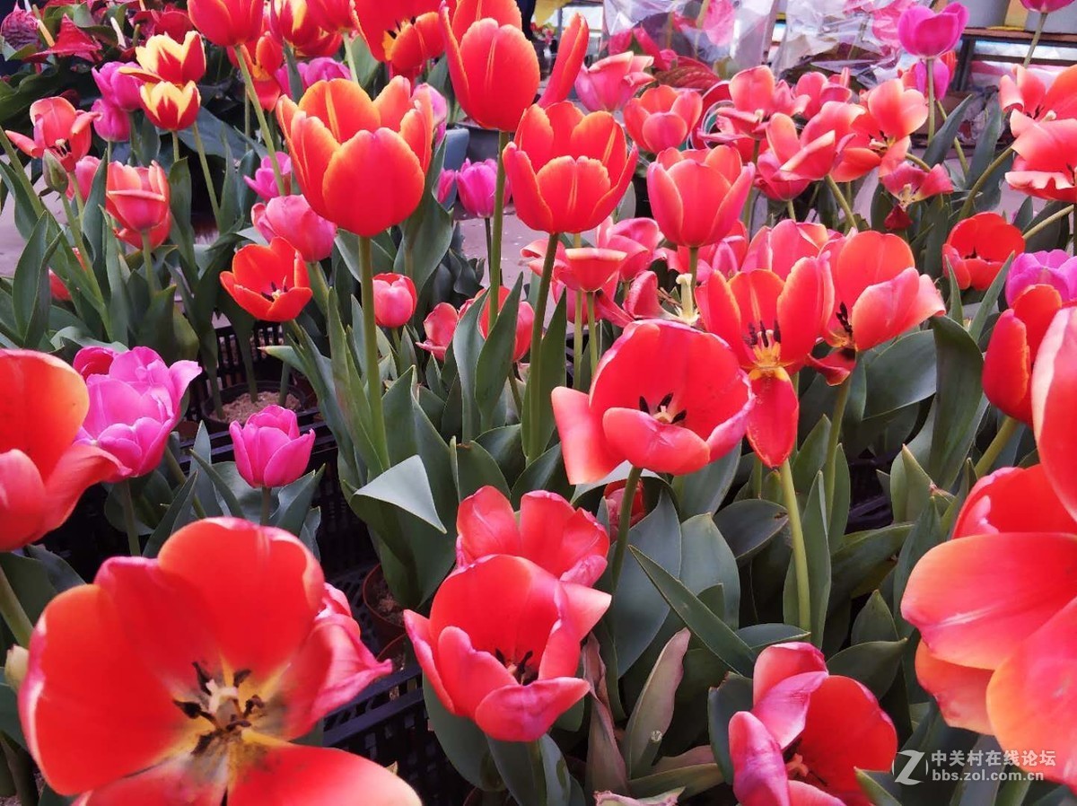 再逛花卉市场，手机顶起来