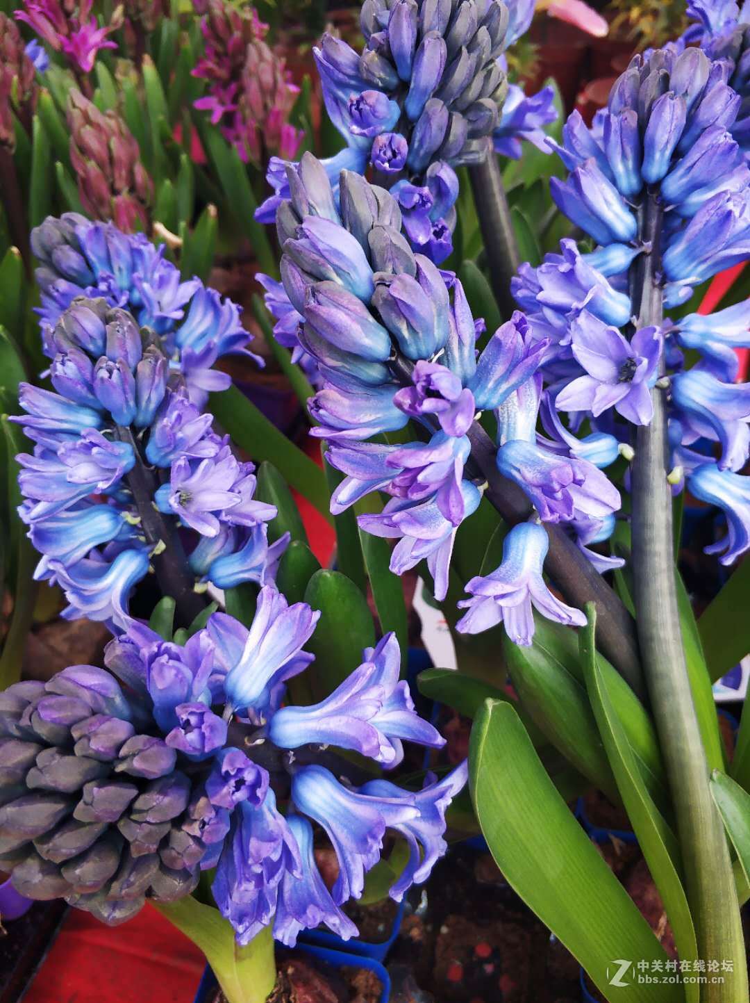 再逛花卉市场，手机顶起来