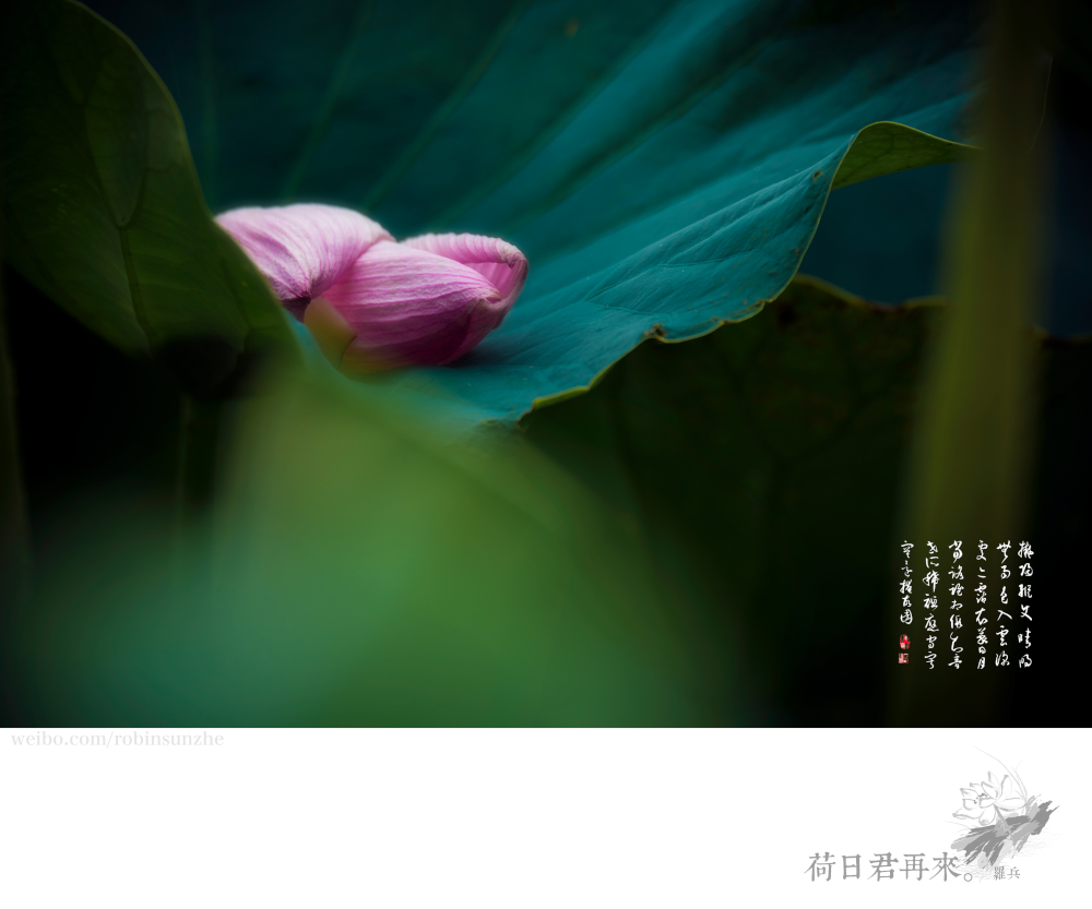 【罗兵】荷日君再来【销假帖】