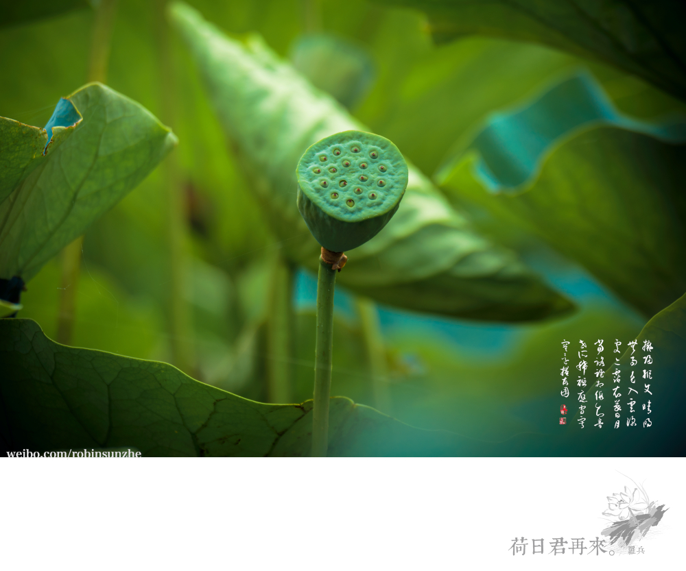 【罗兵】荷日君再来【销假帖】