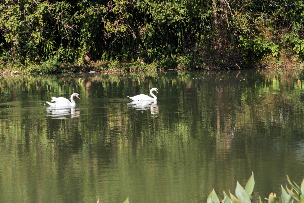 胡乱拍天鹅.....