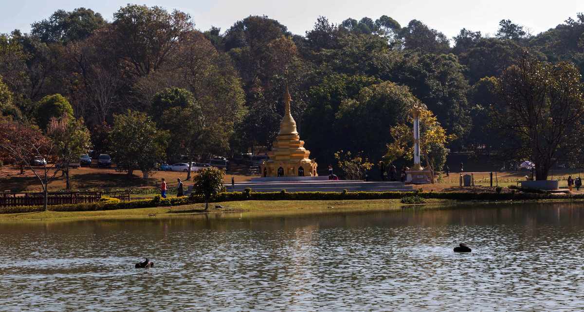 胡乱拍天鹅.....