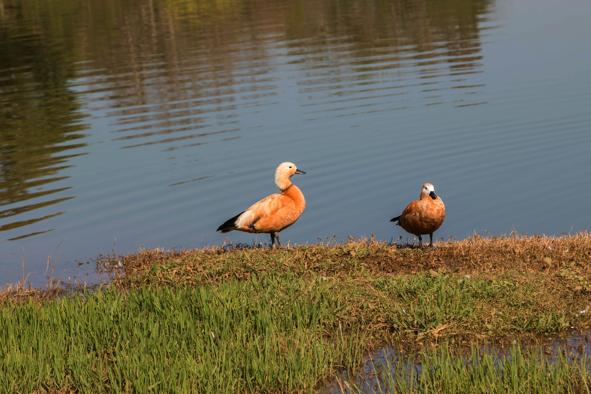 胡乱拍天鹅.....