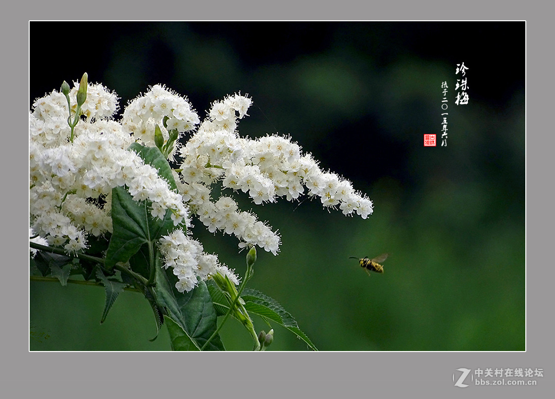 【  六月的“珍珠梅”  】