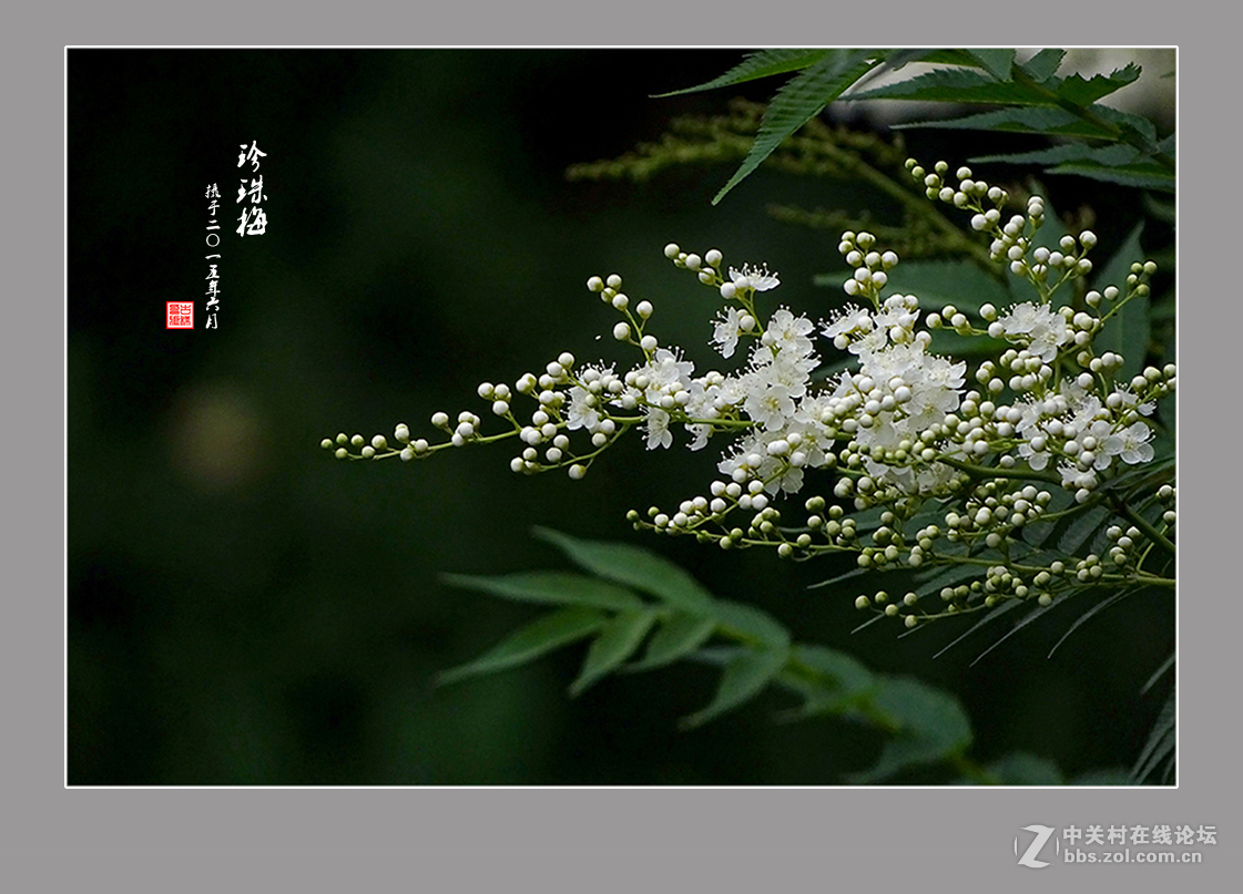 【  六月的“珍珠梅”  】