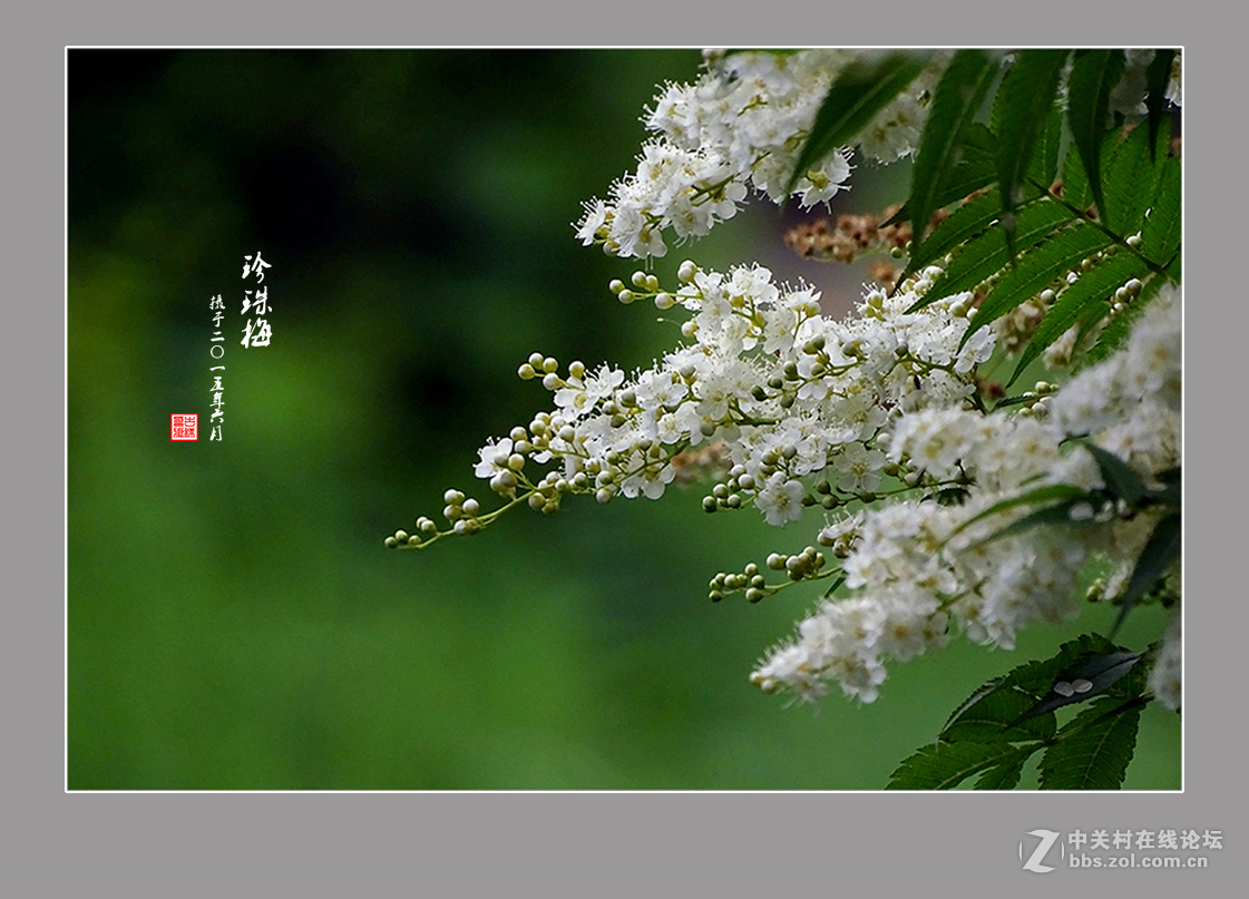 【  六月的“珍珠梅”  】
