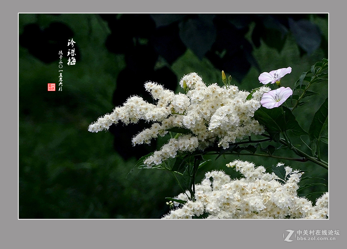 【  六月的“珍珠梅”  】