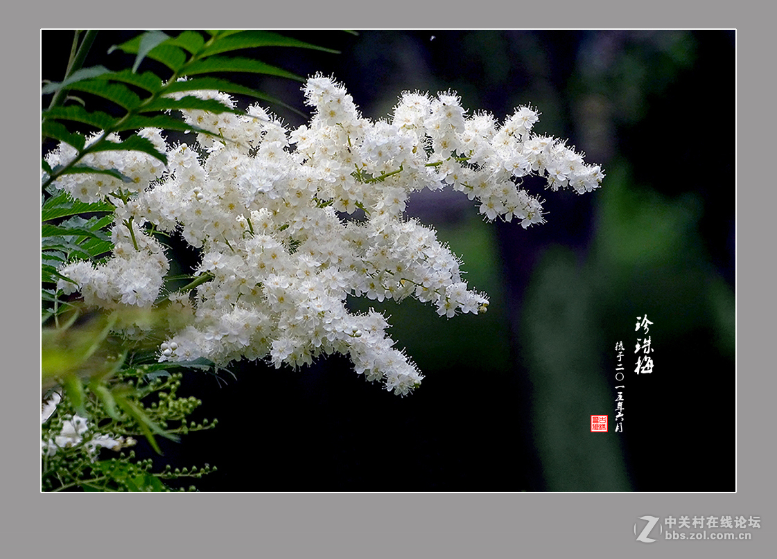 【  六月的“珍珠梅”  】