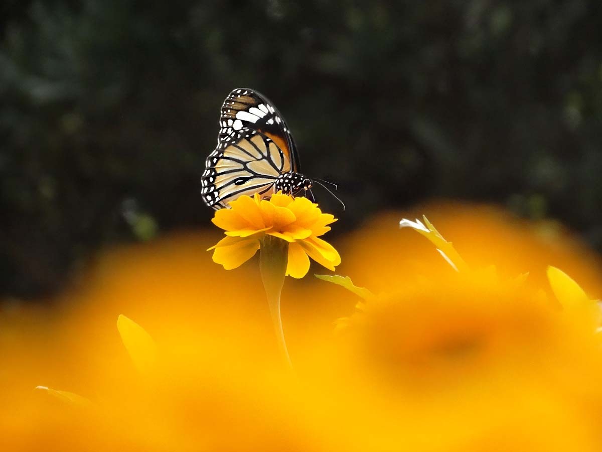 一组万寿菊祝贺 红色之旅老朋友重返索尼星空(中国)担任大版主
