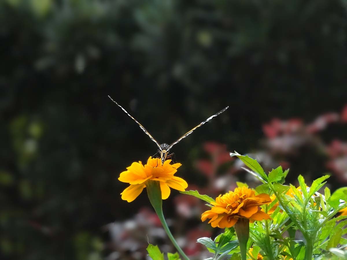 一组万寿菊祝贺 红色之旅老朋友重返索尼星空(中国)担任大版主