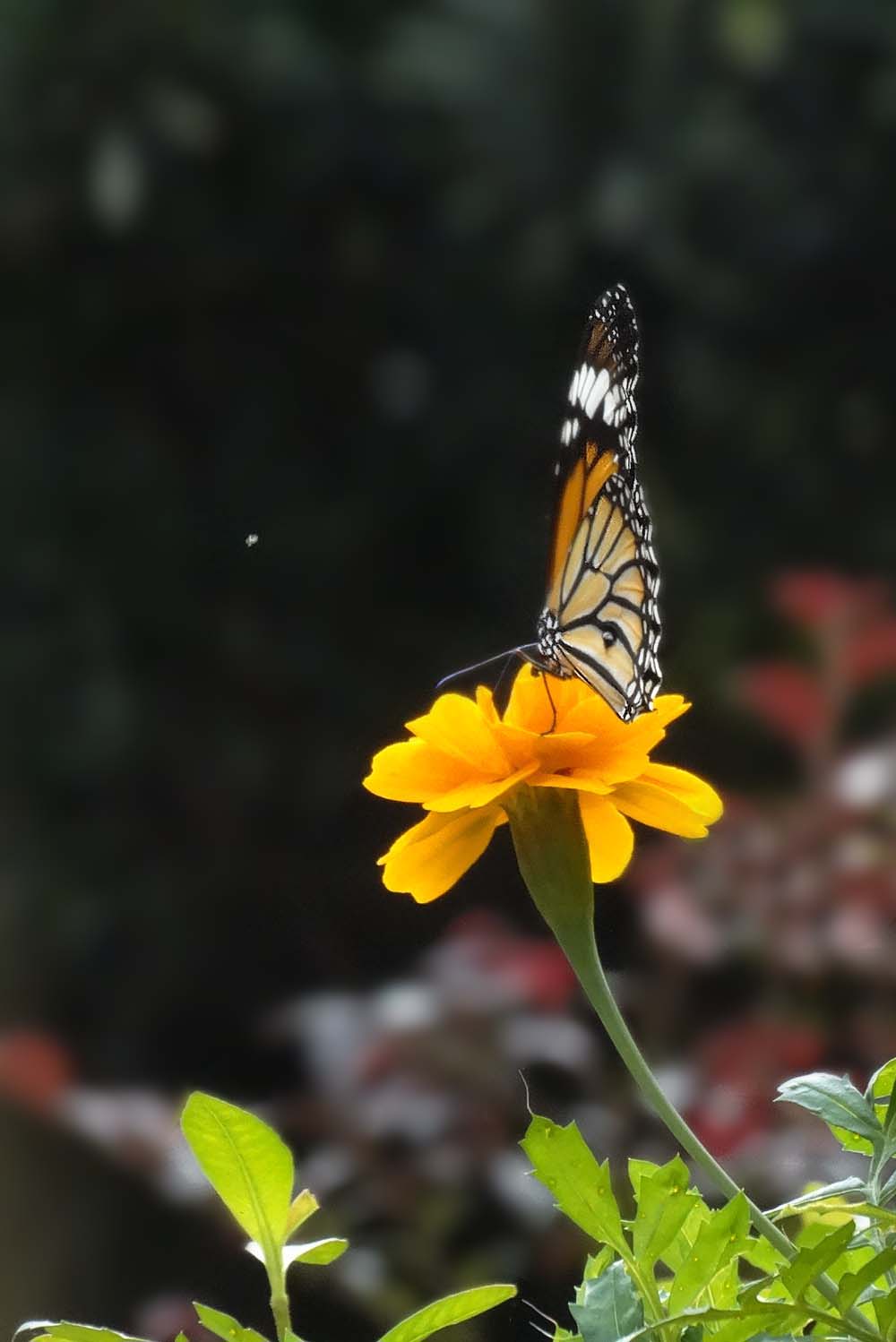 一组万寿菊祝贺 红色之旅老朋友重返索尼星空(中国)担任大版主