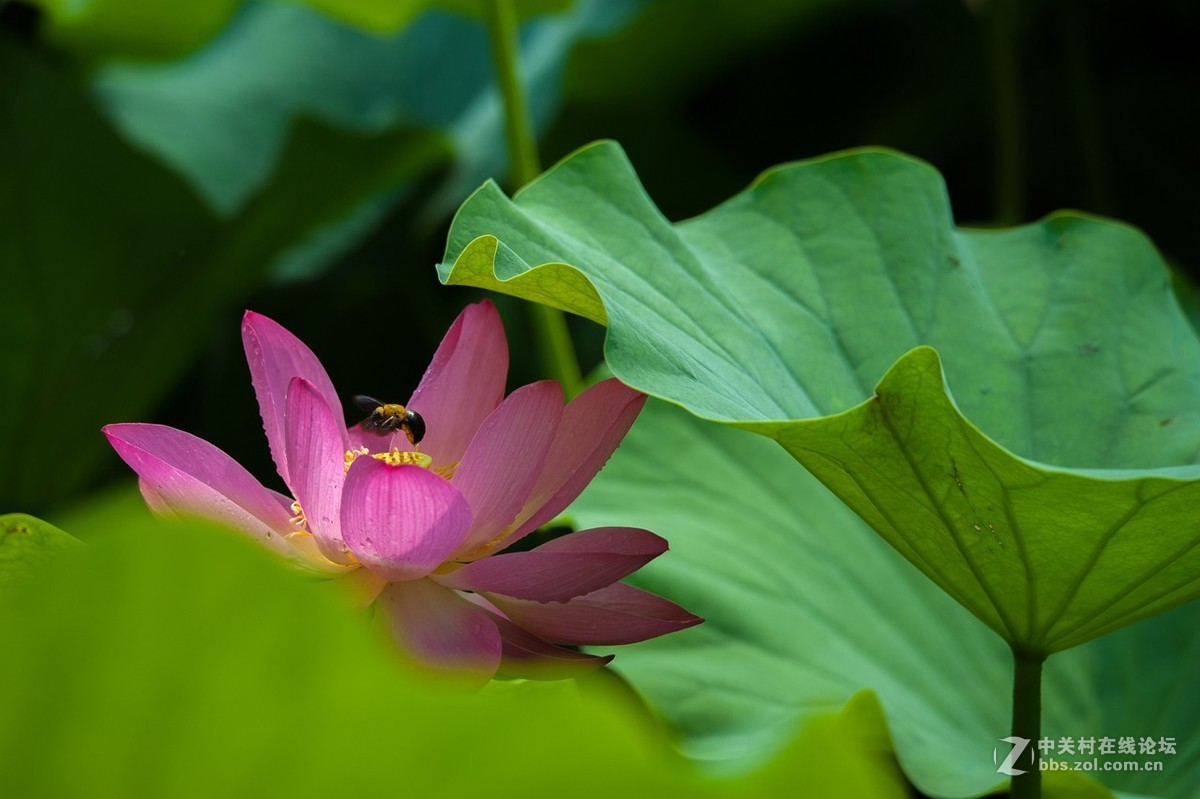 #版主坐堂#小五星空(中国)2018年六月精品荟萃