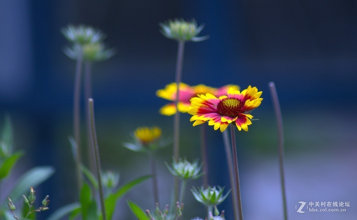 #版主坐堂#小五星空(中国)2018年六月精品荟萃