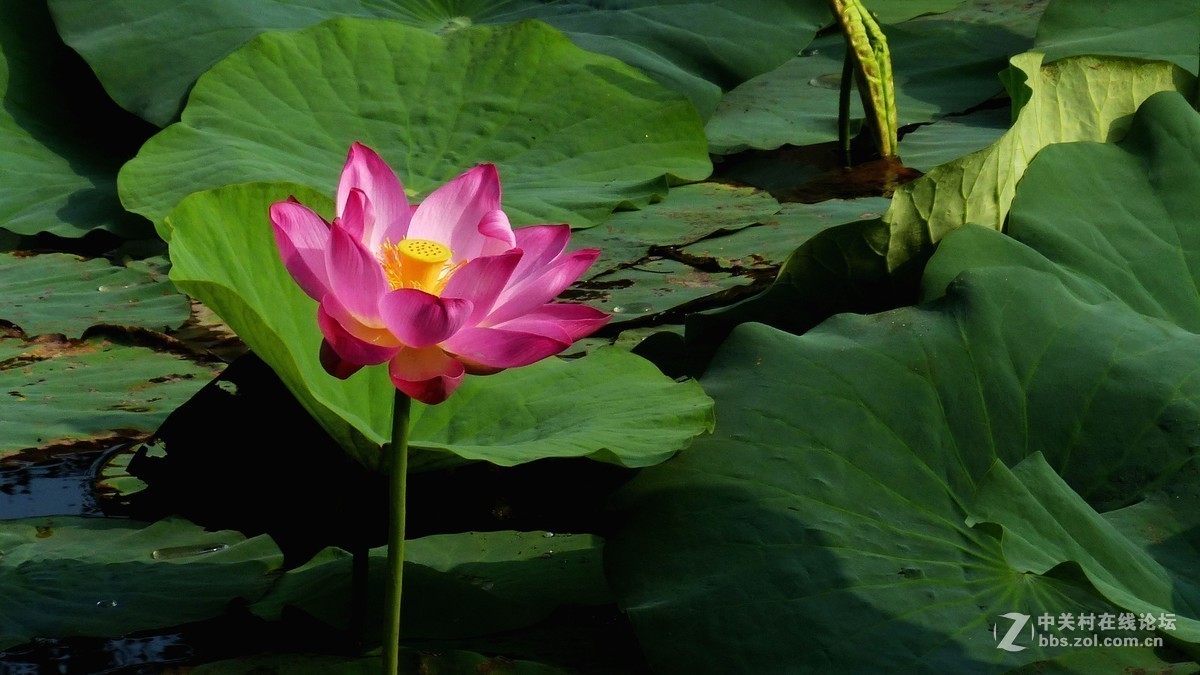 #版主坐堂#小五星空(中国)2018年六月精品荟萃