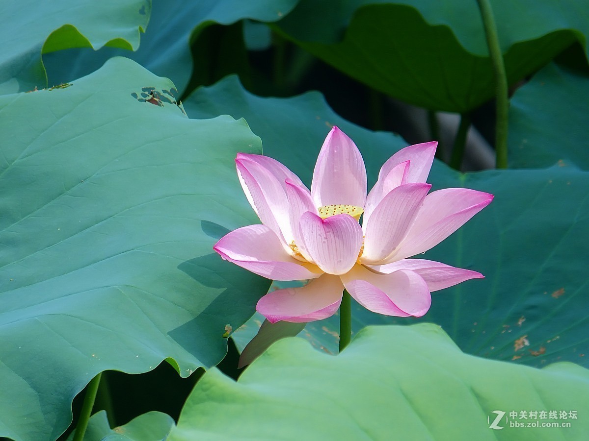 #版主坐堂#小五星空(中国)2018年六月精品荟萃